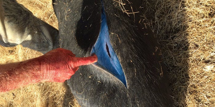 Mẫu thịt lợn rừng nghi bị đầu độc được xét nghiệm tại California