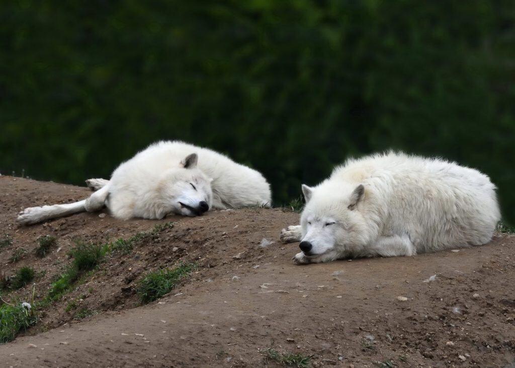 Sói hoạt động nhiều hơn vào mùa hè