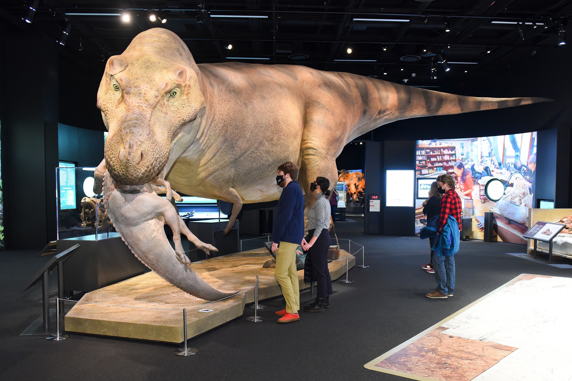 Chi tiết cấu trúc xương khủng long Sue