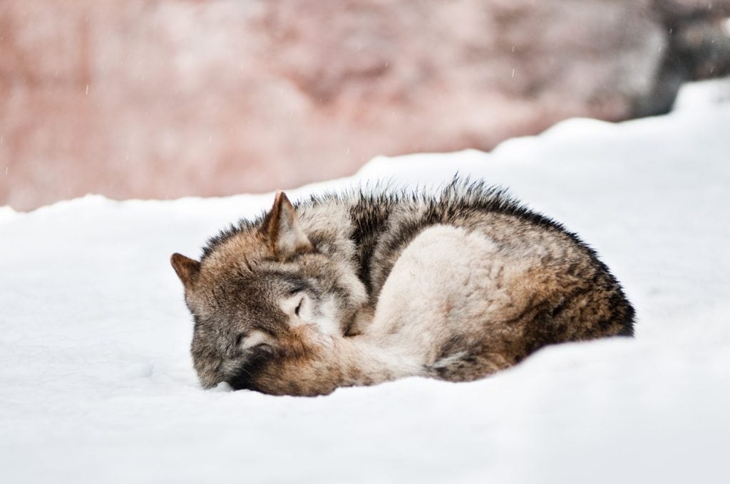 Bầy sói tạo vòng tròn ngủ thể hiện phân cấp