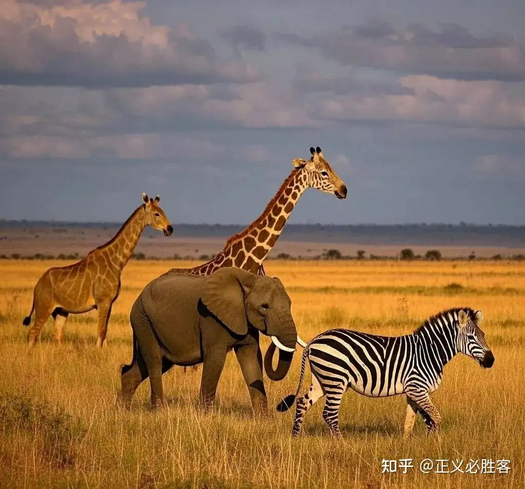 Khả năng phục hồi mạnh mẽ của hệ sinh thái châu Phi