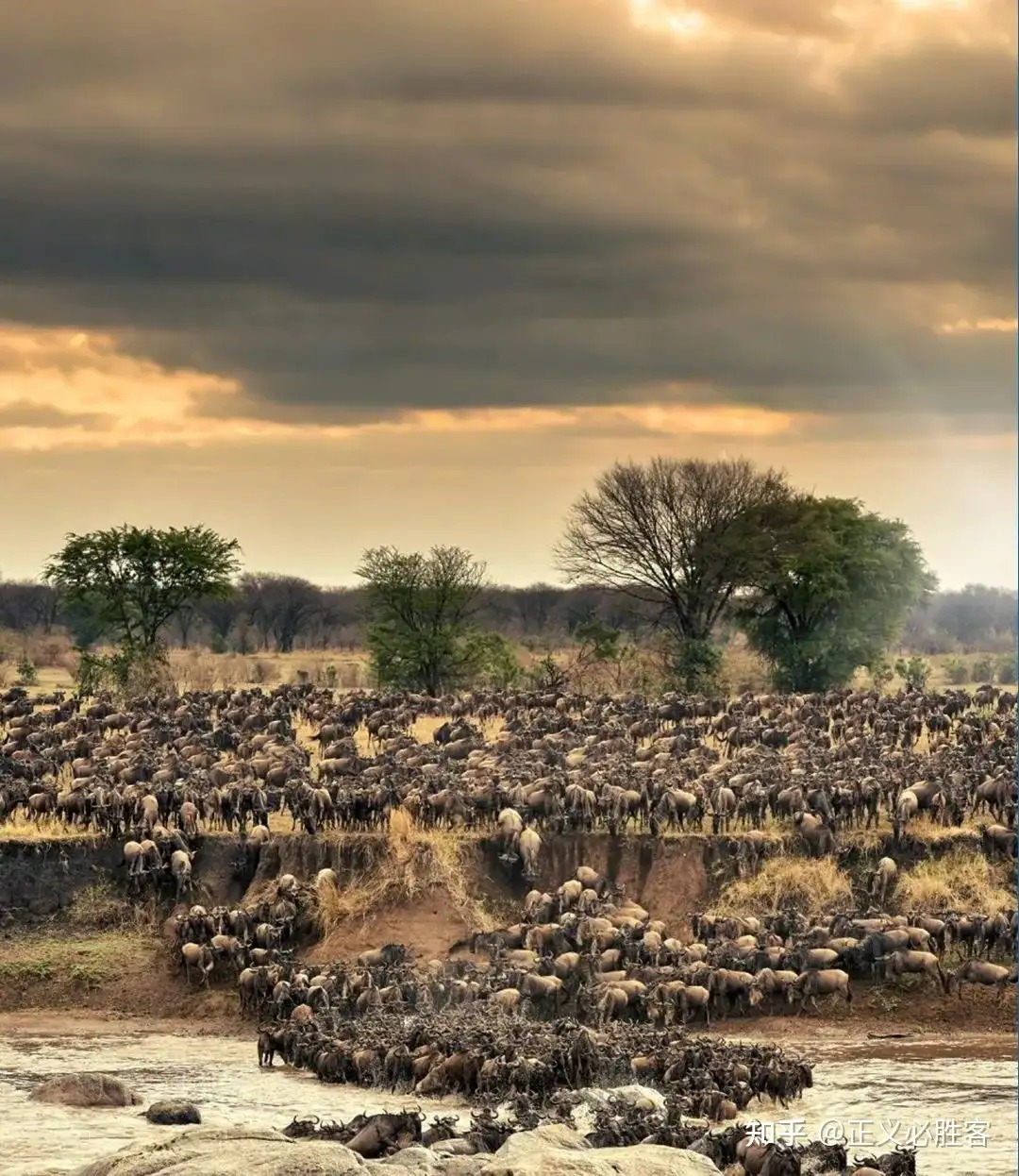 Hệ sinh thái phức tạp giúp bảo vệ các loài động vật lớn