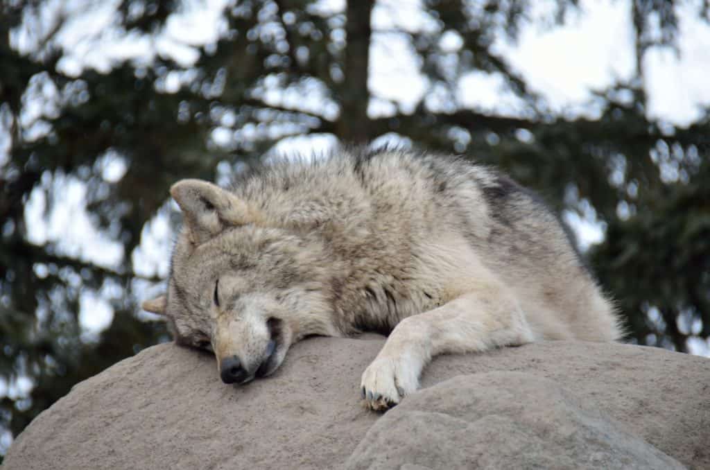 Sói giảm hoạt động ban ngày gần khu vực có con người