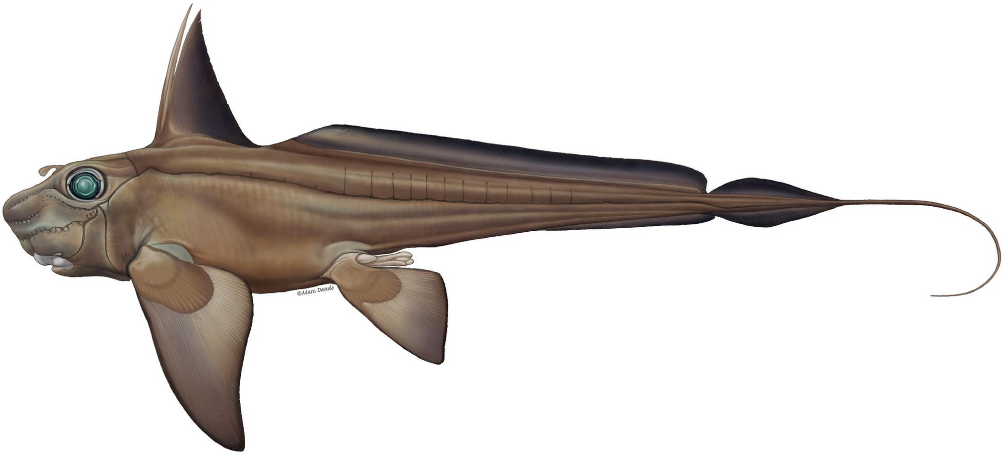 Tentaculum với răng cong trên trán Tentaculum mọc từ trán của cá đực