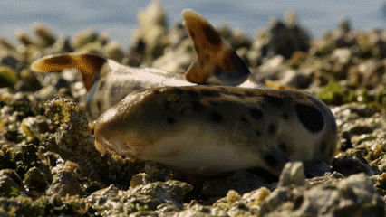 Các loài cá mập Hemiscyllium biết đi bộ Một số loài cá mập Hemiscyllium di chuyển giống đi bộ