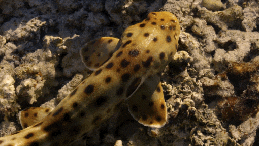 Tiến hóa nhanh chóng của cá mập Epaulette So sánh tiến hóa cá mập Epaulette