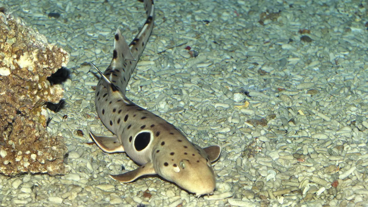 Cá mập Epaulette đi bộ trên cạn Cá mập Epaulette sử dụng vây để đi bộ trên cạn