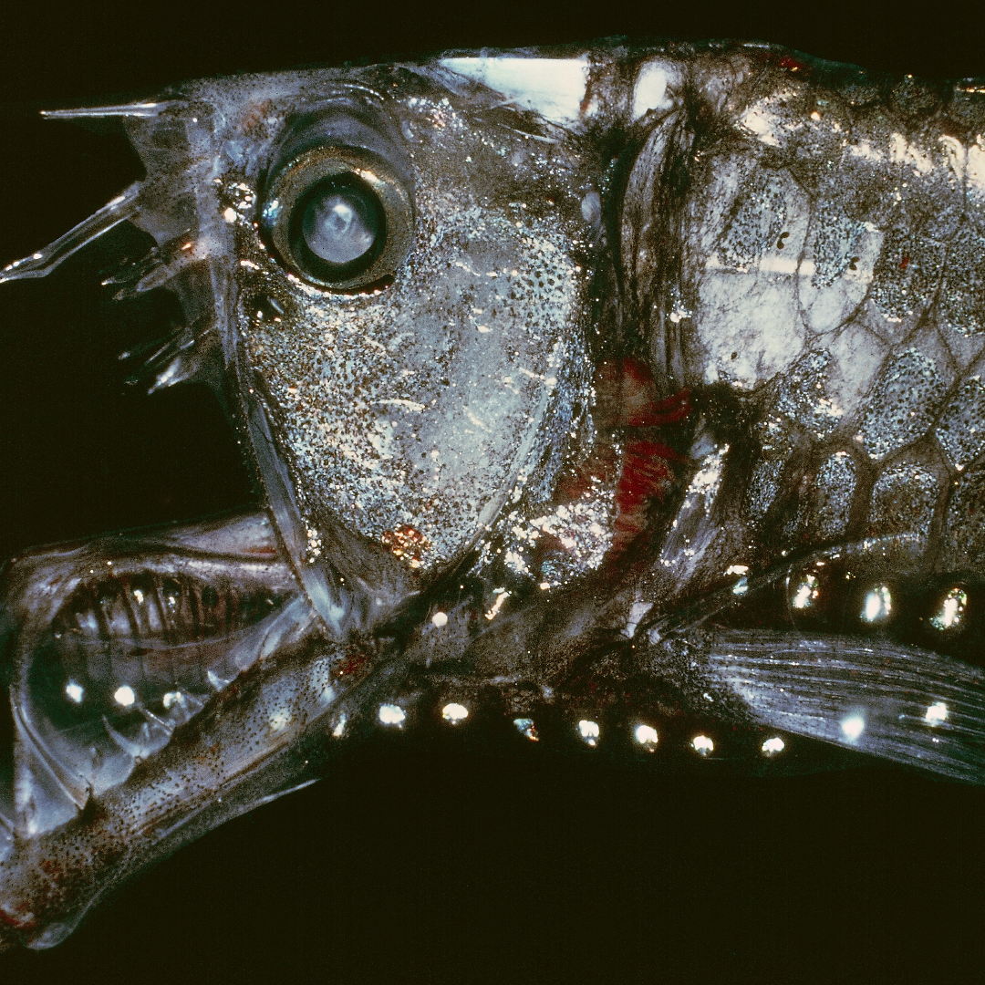 Sự thích nghi của sinh vật biển sâu với bóng tối hoàn toàn Sinh vật biển sâu phát quang sinh học