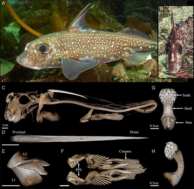 Hàm trên hợp nhất với hộp sọ Hàm trên của cá mập ma
