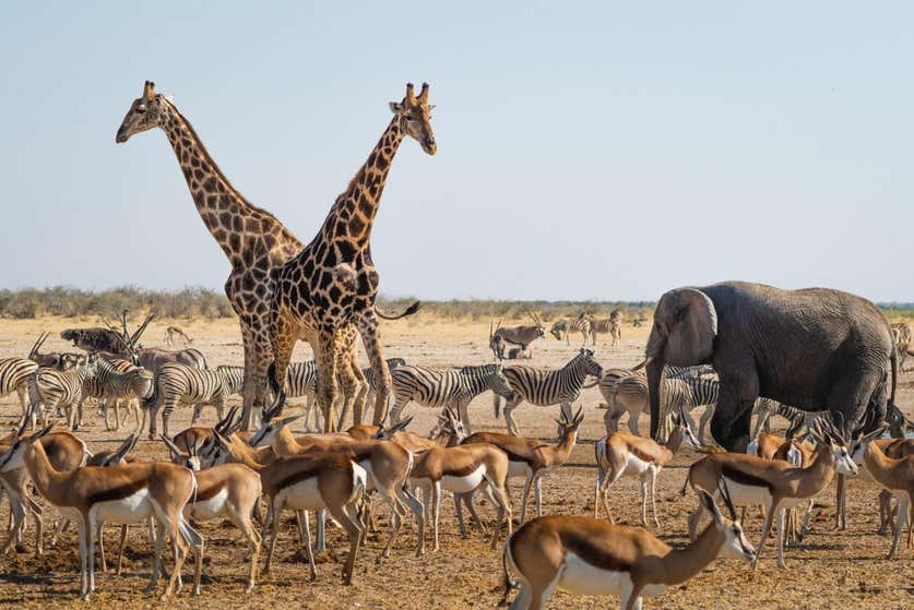 Khung cảnh cháy rừng và nắng nóng gay gắt