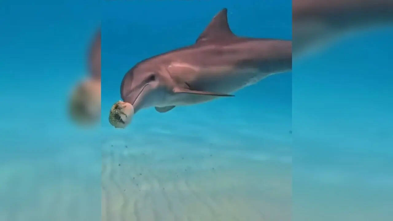 Cá heo đi vòng quanh mặt nước với biểu hiện ảo giác