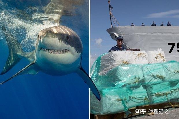 Ô nhiễm hóa chất đại dương