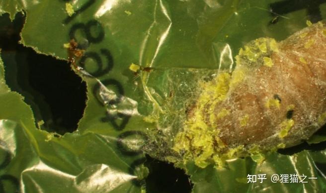 Luân trùng tiêu thụ vi nhựa dưới kính hiển vi