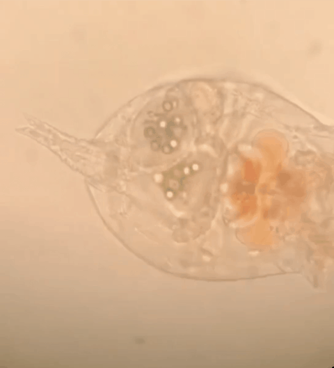 Hình ảnh sâu sáp ăn túi nylon PE