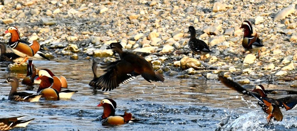 Câu chuyện kỳ lạ của cụ ông nuôi nhầm loài quý hiếm suốt 14 năm- Ảnh 1. Đàn vịt trời lạ bên ao cụ Jin