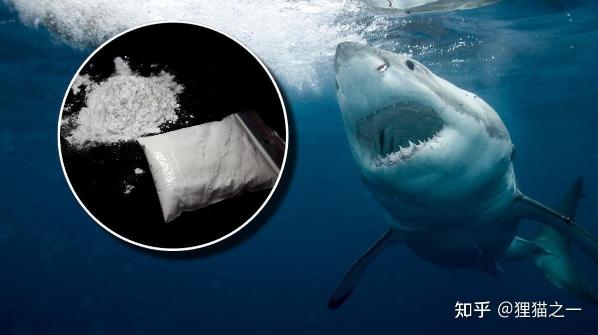 Cá mập mũi nhọn ngoài khơi Brazil