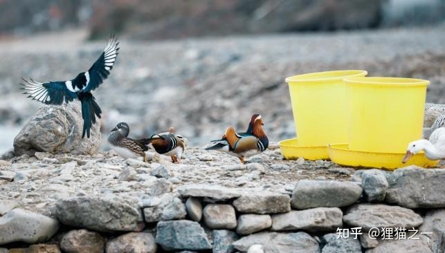 Câu chuyện kỳ lạ của cụ ông nuôi nhầm loài quý hiếm suốt 14 năm- Ảnh 2. Đàn vịt uyên ương rực rỡ