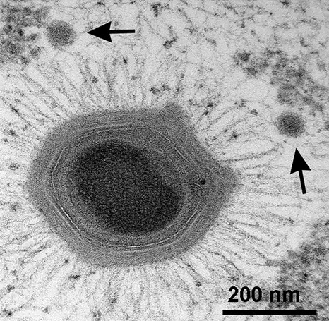 Phân loại đa dạng của các loại virus theo ICTV 2025