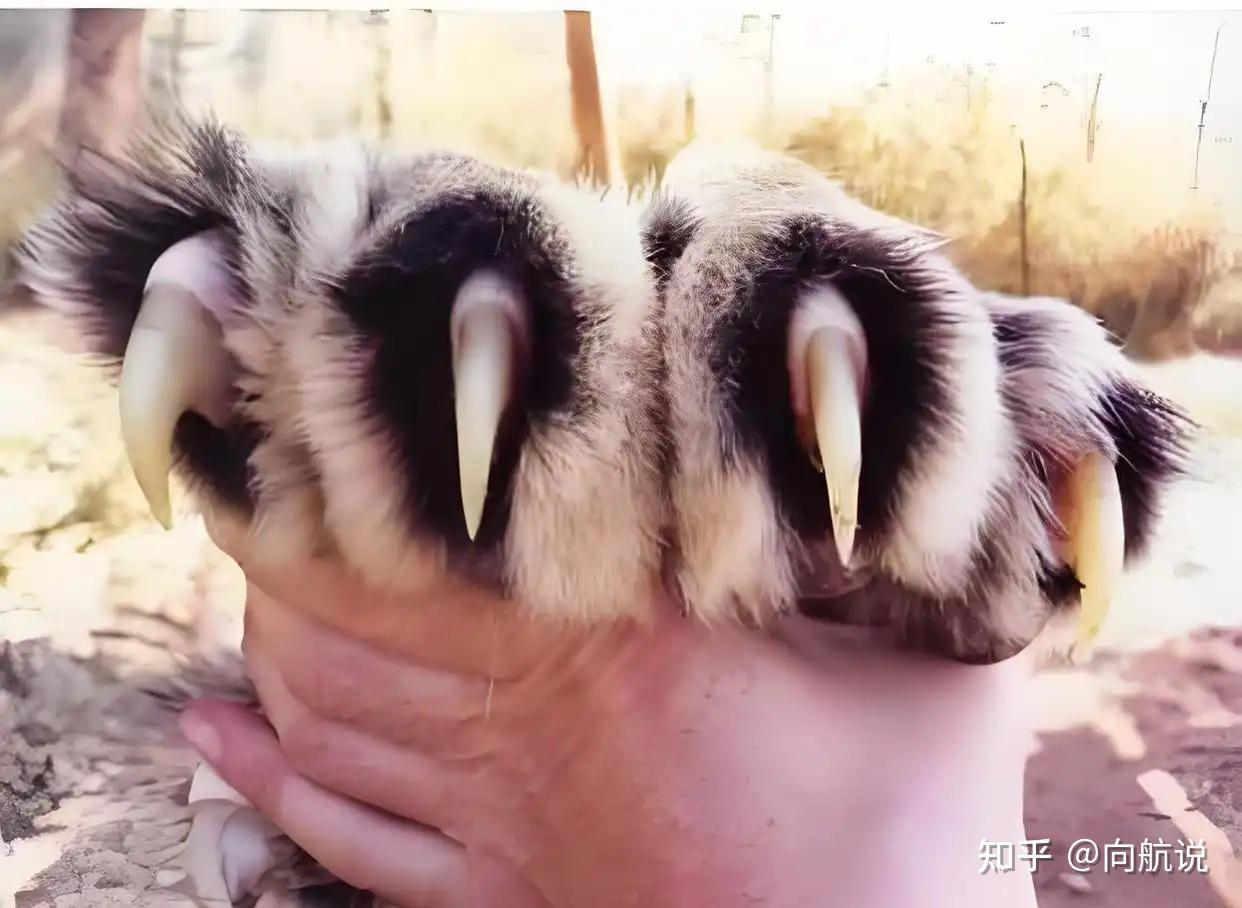 Hổ chạy nhanh trên địa hình rừng Taiga