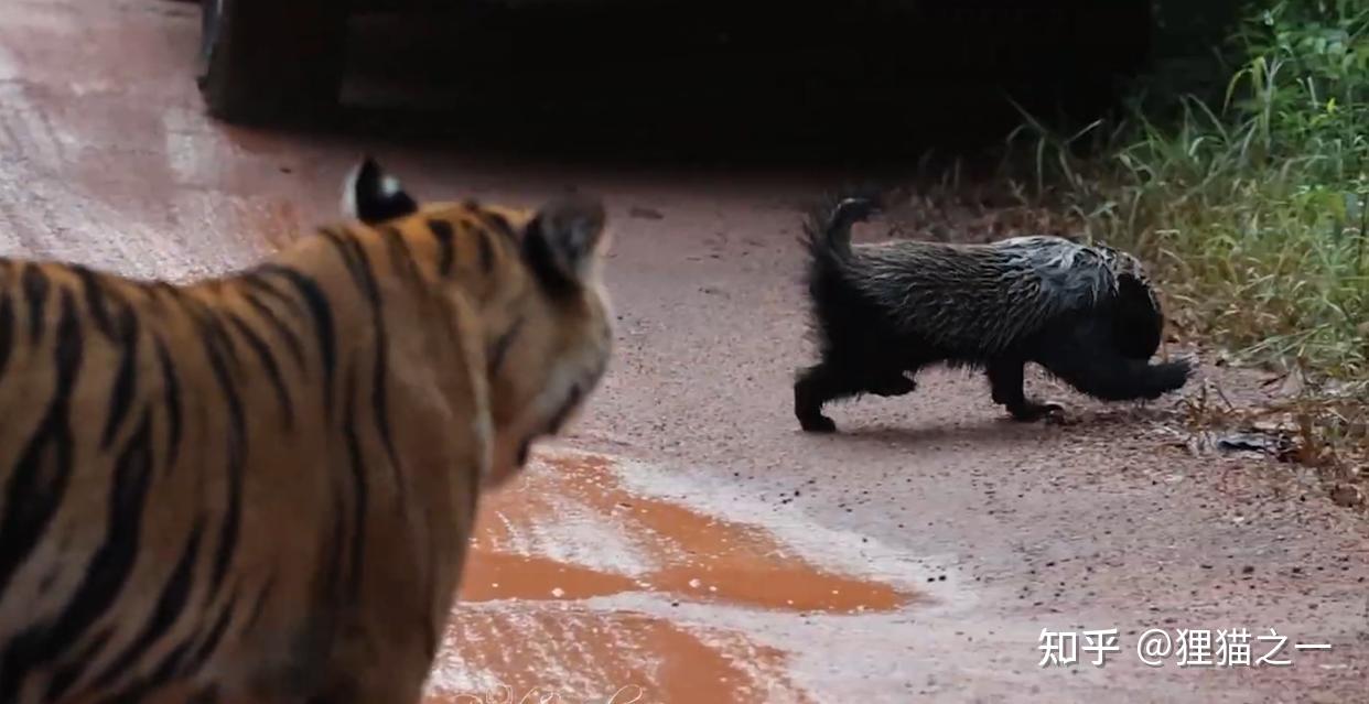 Lửng mật đơn độc đối đầu hai hổ con giữa rừng Ấn Độ: Cuộc chạm trán gây kinh ngạc và câu chuyện về loài động vật không biết sợ- Ảnh 5. Lửng mật thể hiện sự bền bỉ