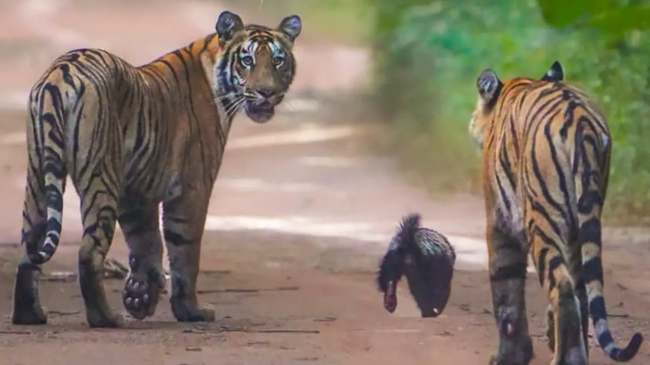 Lửng mật đơn độc đối đầu hai hổ con giữa rừng Ấn Độ: Cuộc chạm trán gây kinh ngạc và câu chuyện về loài động vật không biết sợ- Ảnh 1. Lửng mật đối mặt hai hổ con