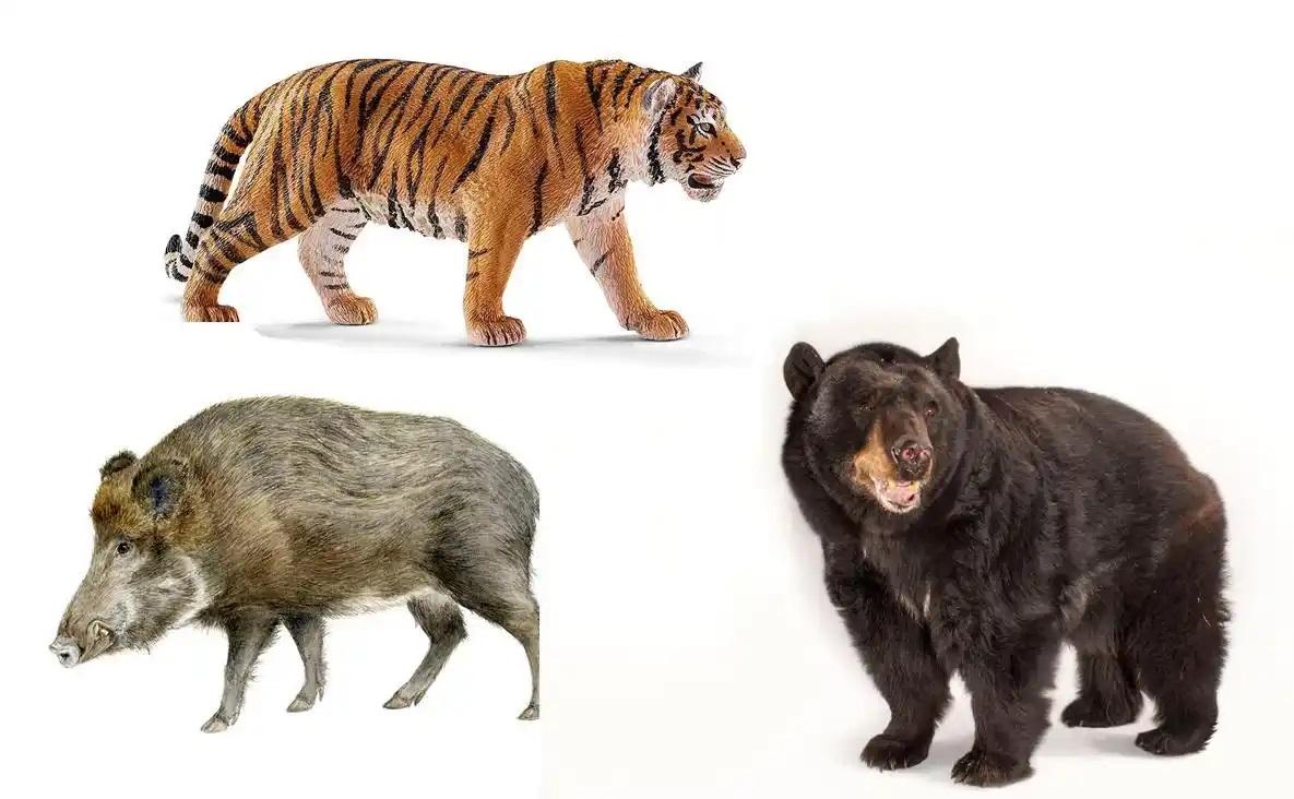 Lợn rừng nguy hiểm với con người