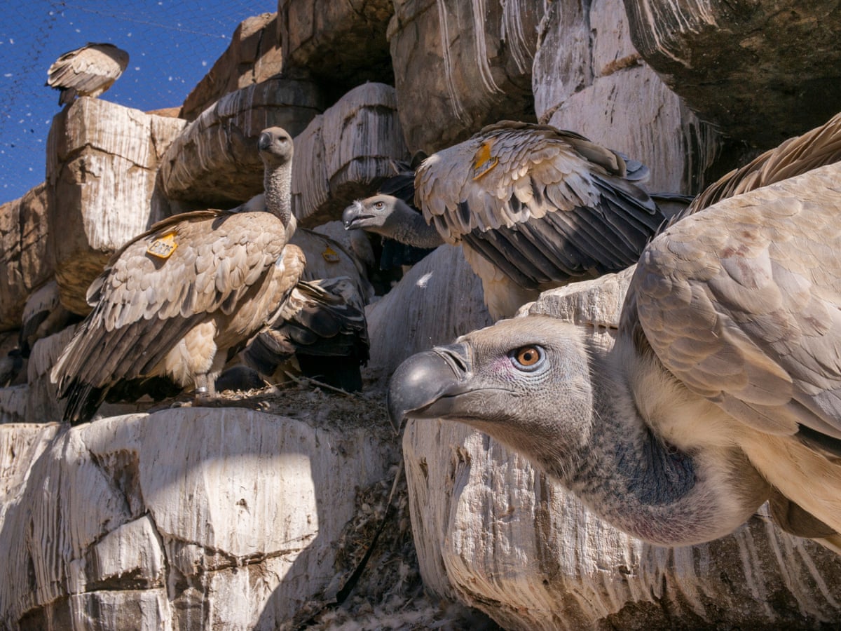 Thi thể bị đàn kền kền ăn mất gần hết