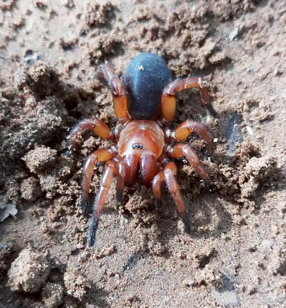 Nhện Damarchus inazuma với hai màu cơ thể