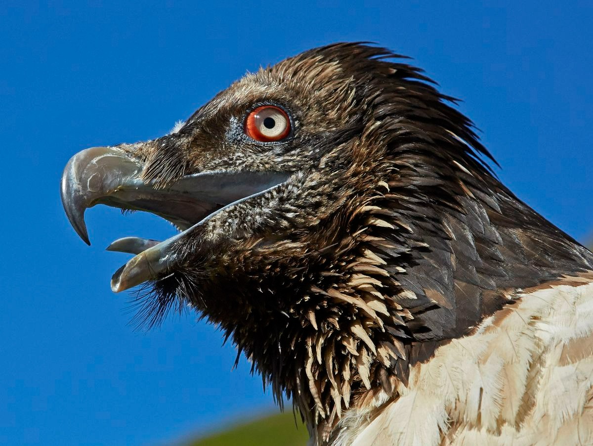 Người phụ nữ bị thương do tấn công của chim kền kền