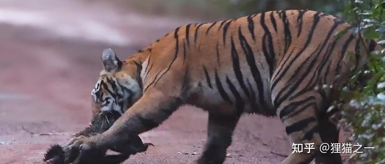 Lửng mật đơn độc đối đầu hai hổ con giữa rừng Ấn Độ: Cuộc chạm trán gây kinh ngạc và câu chuyện về loài động vật không biết sợ- Ảnh 3. Chiến thuật phòng thủ của lửng mật