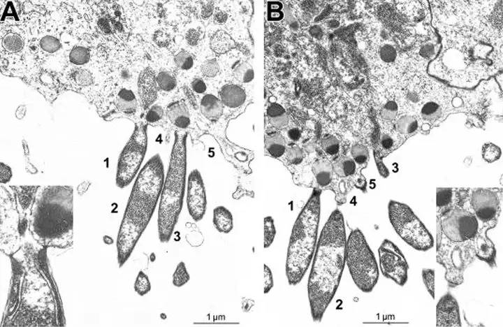 Megaklothovirus horridgei kích thước cực lớn