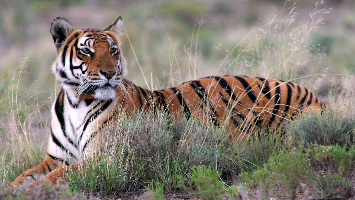 Sự khác biệt môi trường sống giữa sư tử đồng cỏ và hổ rừng rậm