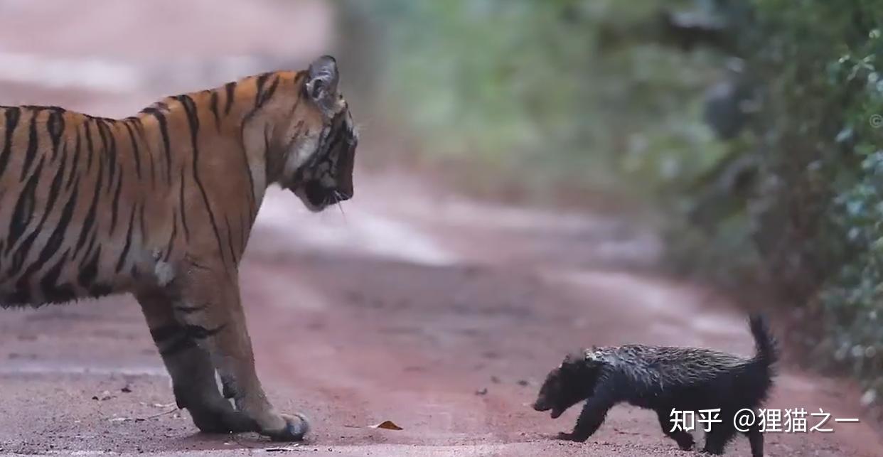 Lửng mật đơn độc đối đầu hai hổ con giữa rừng Ấn Độ: Cuộc chạm trán gây kinh ngạc và câu chuyện về loài động vật không biết sợ- Ảnh 4. Sinh cảnh của lửng mật cạnh các kẻ săn mồi