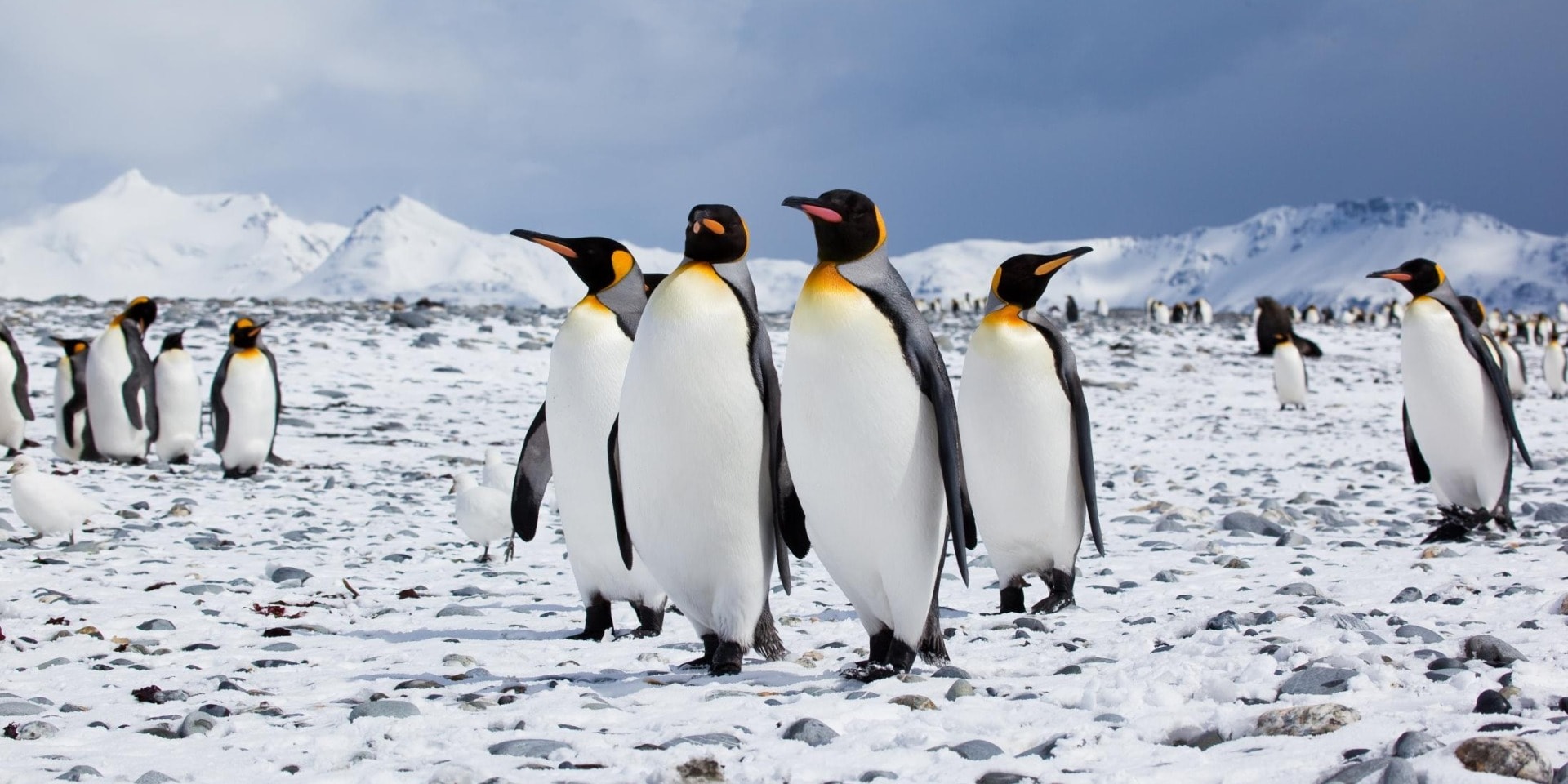 Chim cánh cụt tập trung đông đúc tại Nam Cực