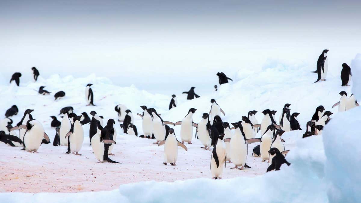 Nghiên cứu mẫu trầm tích tại Biển Ross thu thập dữ liệu lịch sử sinh thái