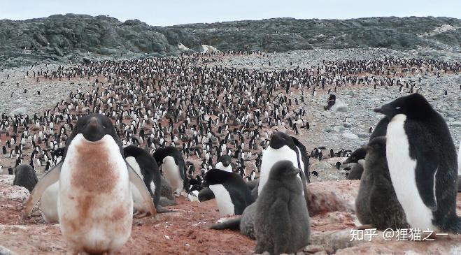Mặt đất với phân chim màu hồng và trắng ở bãi tập trung chim